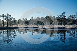 A beautiful morning landscape in a frozem swamp. A small swamp ponds in autumn. Quagmire un wetlands with reflections. photo