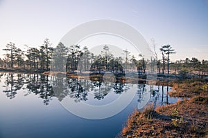 A beautiful morning landscape in a frozem swamp. A small swamp ponds in autumn. Quagmire un wetlands with reflections.