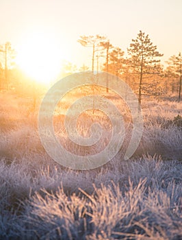 Beautiful morning landscape with a rising sun. Colorful scenery of a frozen wetlands in autumn. First frost in nature.