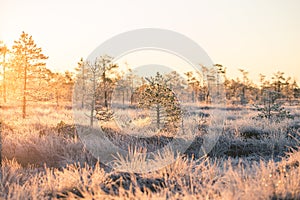 Beautiful morning landscape with a rising sun. Colorful scenery of a frozen wetlands in autumn. First frost in nature.