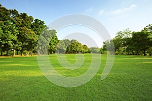 Beautiful morning light in public park with green grass field an