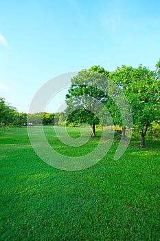 Beautiful morning light in public park with green grass field an