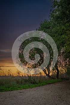 winter season countryside with trees and natural landscapes photo