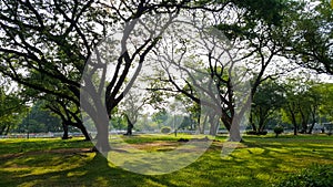 Beautiful morning light in public park with green grass field and green fresh tree plant.