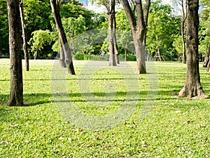 Beautiful morning light in public park with green grass field at Lumpini park, Bangkok