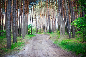 Beautiful morning pine forest