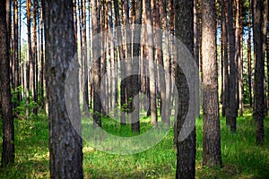 Beautiful morning pine forest