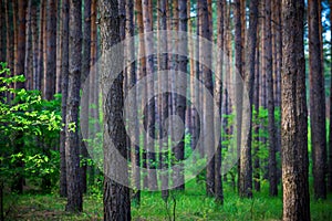 Beautiful morning pine forest