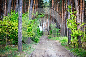 Beautiful morning pine forest