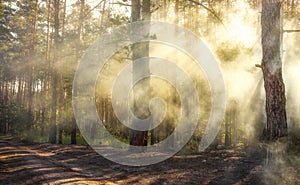 Beautiful morning scene, sun rays break through the branches of trees.