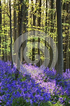 Beautiful morning in Spring bluebell forest with sun beams through trees