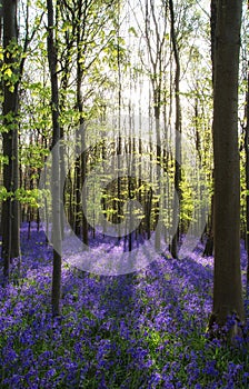 Beautiful morning in Spring bluebell forest with sun beams through trees