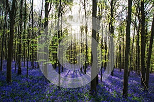 Beautiful morning in Spring bluebell forest with sun beams through trees