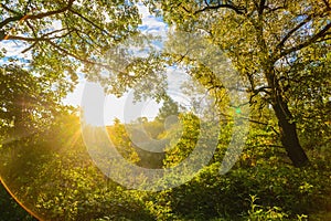 Beautiful morning sun rays in autumn forest. Present artistic effects