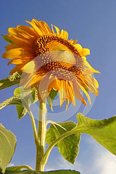 A beautiful morning, Sunflower & blue sky