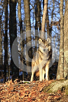 Beautiful morning sunlit timber wolf