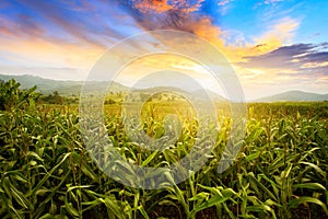 Beautiful morning sunrise over the corn field