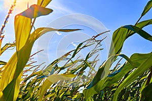 Beautiful morning sunrise over the corn field close up view