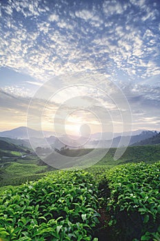 Beautiful morning during sunrise at tea farm. green tea tree. stunning layer of the hill and dramatic clouds with blue sky