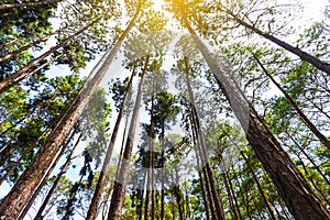 Beautiful in the morning sunshine in the forest with pine trees