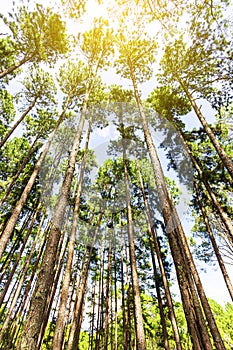 Beautiful in the morning sunshine in the forest with pine trees