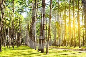 Beautiful in the morning sunshine in the forest with pine trees