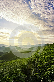 Beautiful morning, tea plantation scenery over sunrise background and stunning sky at Cameron Highland, Malaysia