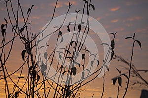 Beautiful morning and winter bright sunrise in January. Silhouettes of grass