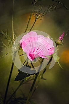 Beautiful morningglory.