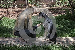 Beautiful Moroccan Arab muslim woman with long blond hair is training obedience with a young black Sloughi dog Arabian greyhound