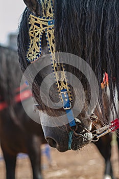 Beautiful moroccan fantasia horse head