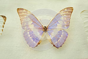 Beautiful Morpho cypris butterfly on background