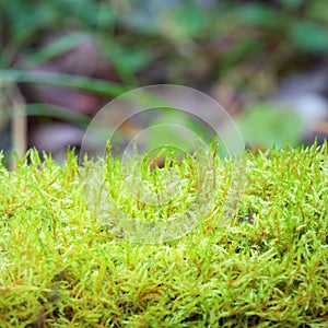 Beautiful moss background