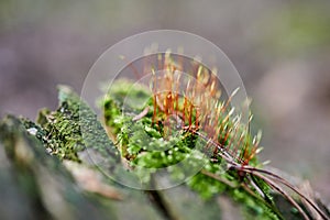 Beautiful moss background in the forest