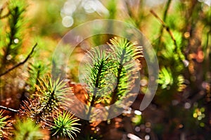 Beautiful moss background in the forest