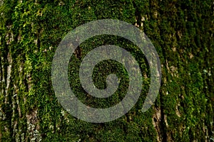 Beautiful moss on a close-up of a chestnut tree