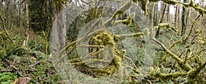 Beautiful Moss-Covered Oregon Temperate Rainforest