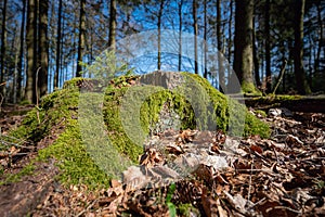 Beautiful moss-covered tree trunk in the forest captured in Neunkirchner HÃ¶he, Odenwald, Germany