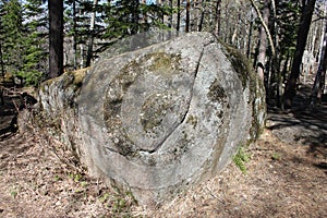 A beautiful moss-grown stone with a crack with the shadow of trees lying in the coniferous forest in the territory