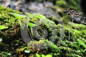 Moss texture with plant on a tree bark