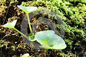Moss texture with plant on a tree bark