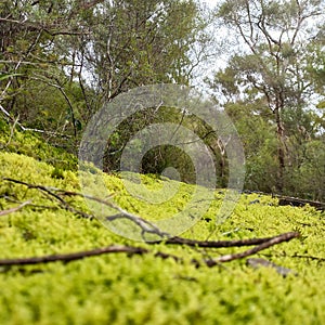 Beautiful mossy foresty