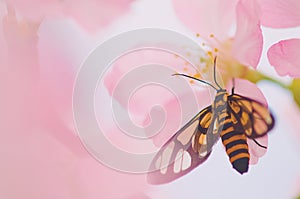 Beautiful moth Amata perixanthia rests on cherry blossom, insect, nature