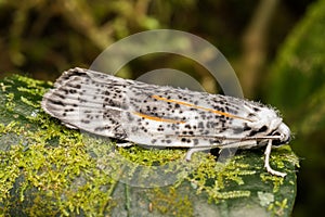 Beautiful moth in Borneo Island