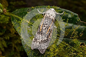 Beautiful moth in Borneo Island