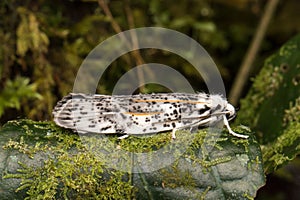 Beautiful moth in Borneo Island