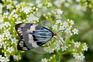 A beautiful moth, Chalcosia pectinicornis diana