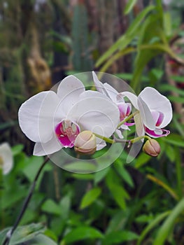 Beautiful moth orchid flowers blooming in the garden