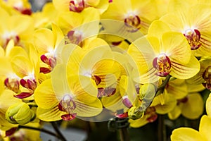 Beautiful moth orchid flowers in the garden