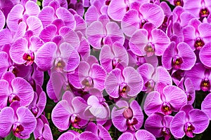 Beautiful moth orchid flowers in the garden